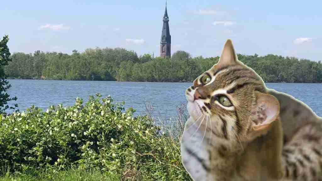 kattenbelasting